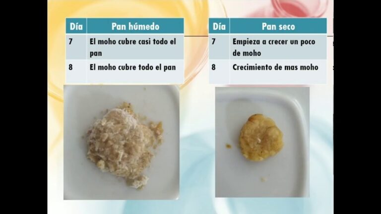 Influencia del Tiempo de Reposo en la Calidad del Pan Casero