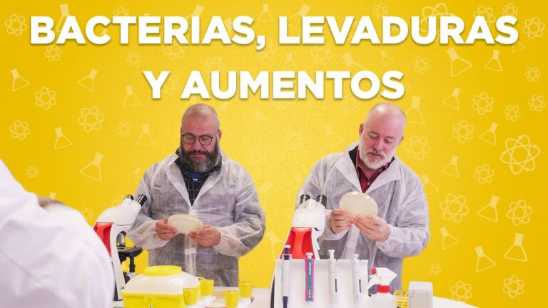 Alimentos Fermentados: Beneficios de los Probi&oacute;ticos y la Levadura