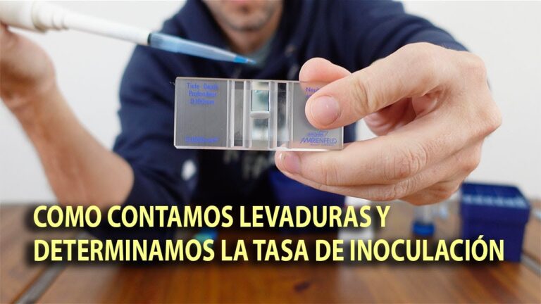 Innovaciones de la Levadura de Alta Fermentación en la Industria Cervecera