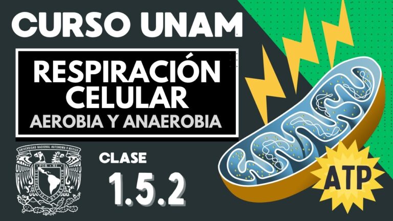 El papel de la levadura en la fermentaci&oacute;n aer&oacute;bica