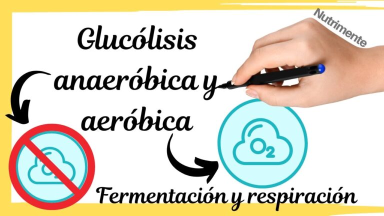 La importancia de la levadura en la fermentaci&oacute;n aer&oacute;bica