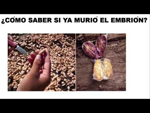 Optimizaci&oacute;n del Manejo de Temperatura en la Fermentaci&oacute;n