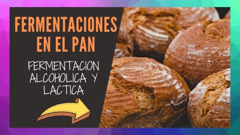 Fermentaci&oacute;n L&aacute;ctica y Levadura: Claves en la Panificaci&oacute;n