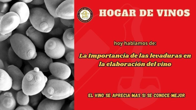 Levadura: El Pilar Fundamental de la Fermentaci&oacute;n